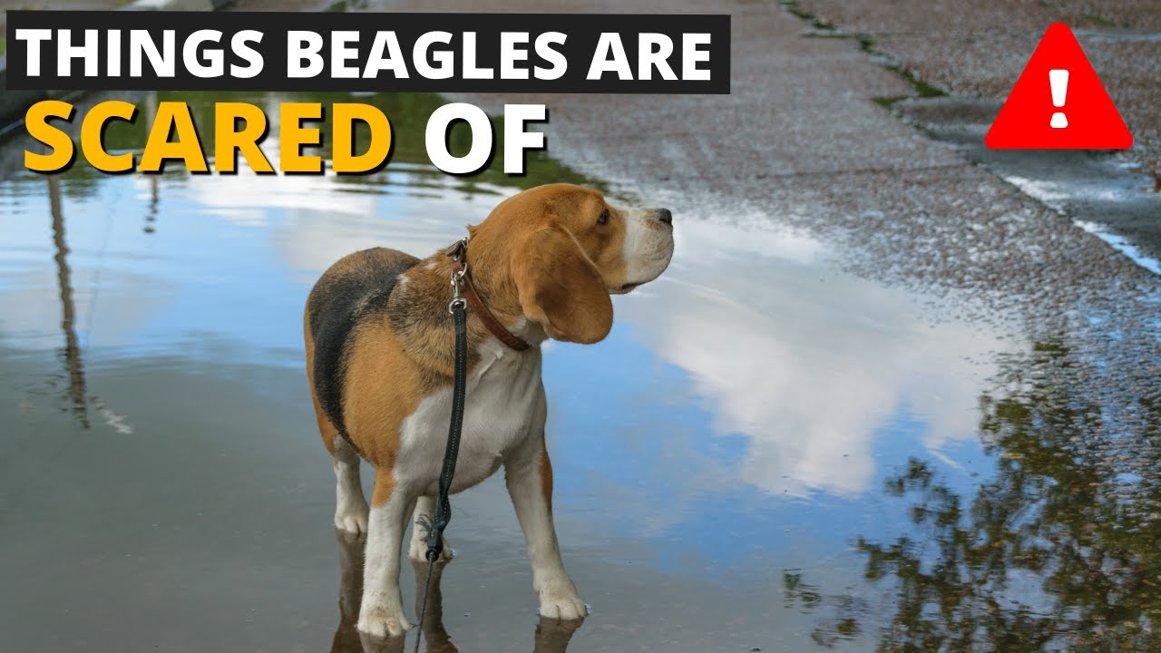Video thumbnail for 7 Most Common Things Beagles are Scared of and How to Deal with them!
