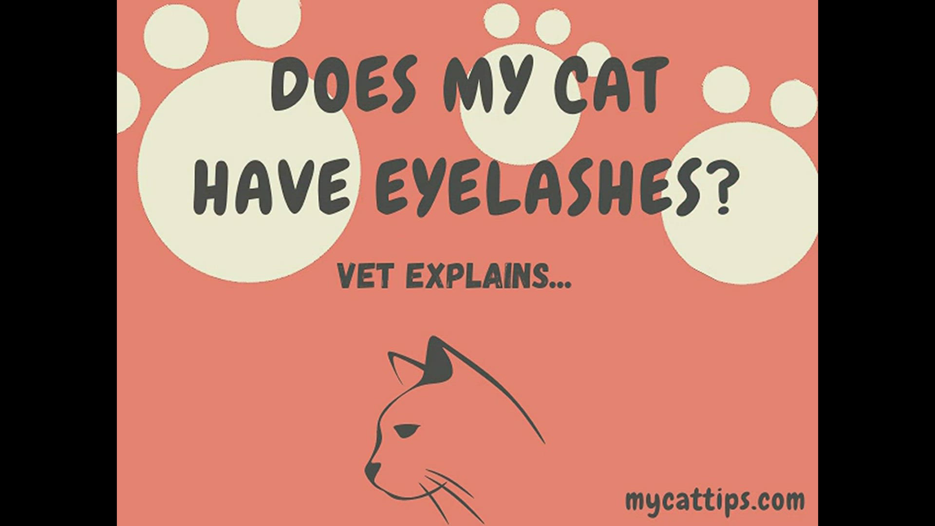Video thumbnail for Does My Cat Have Eyelashes?