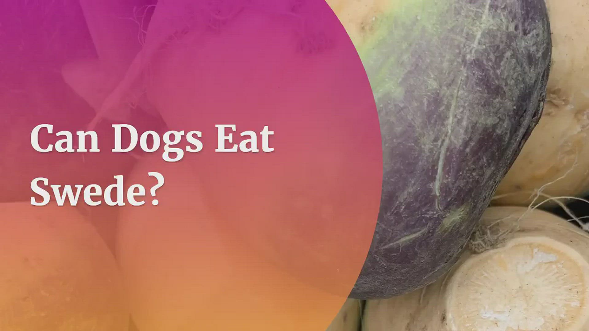 Video thumbnail for Can Dogs Eat Swede? 5 Amazing Benefits You Should Know
