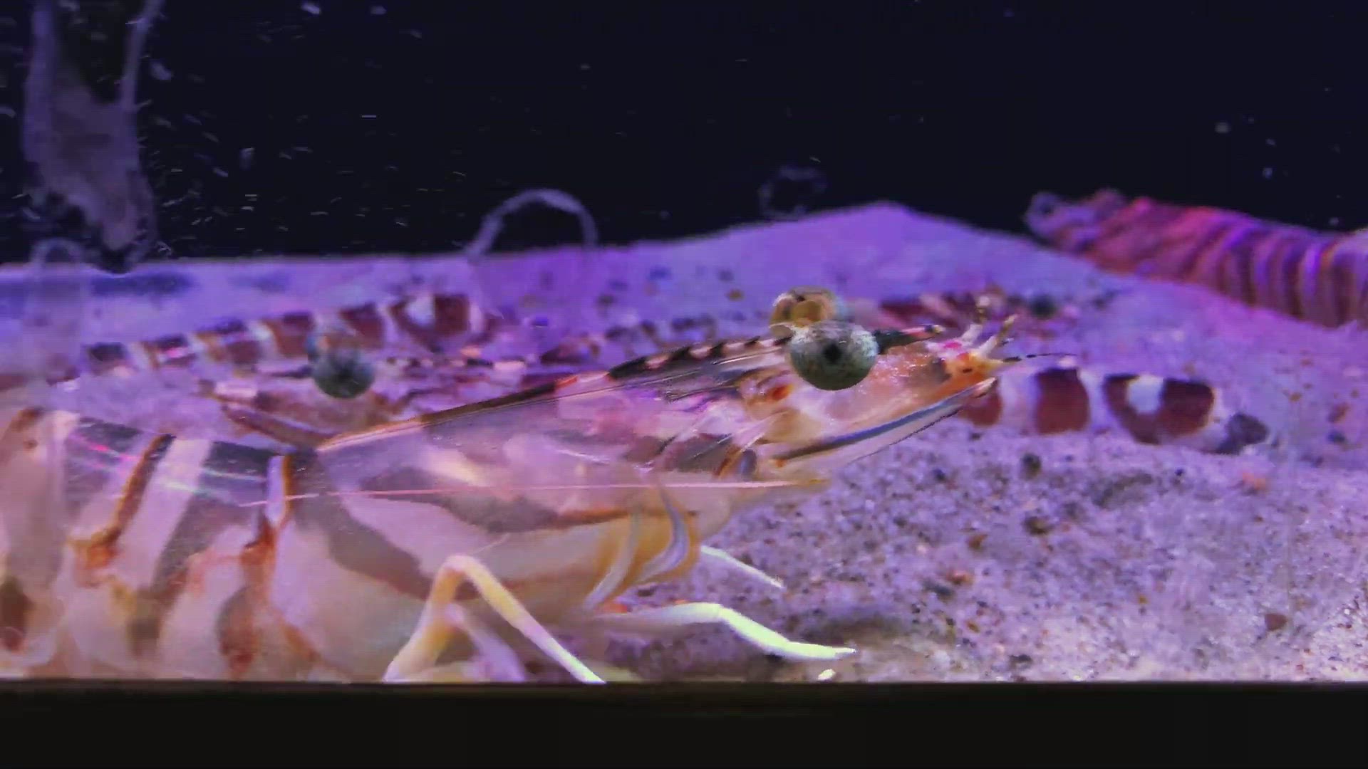 'Video thumbnail for Japanese tiger prawn, Kuruma prawn'