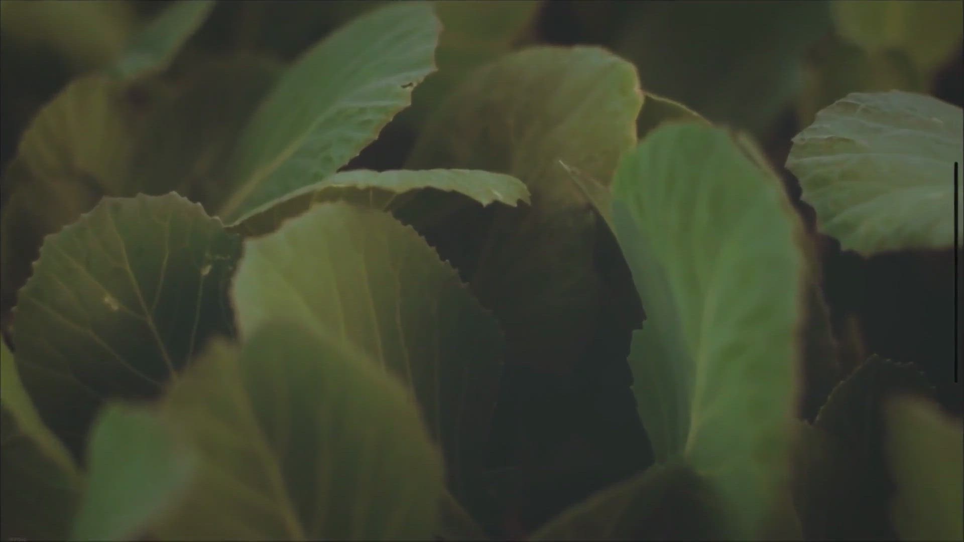 Video thumbnail for 10 Benefits of Growing Organic Vegetables