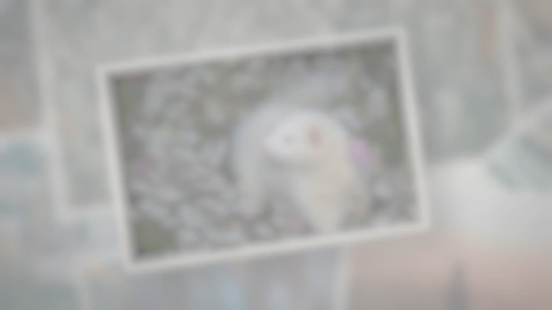 Video thumbnail for What Is a Ferret’s Life Expectancy?