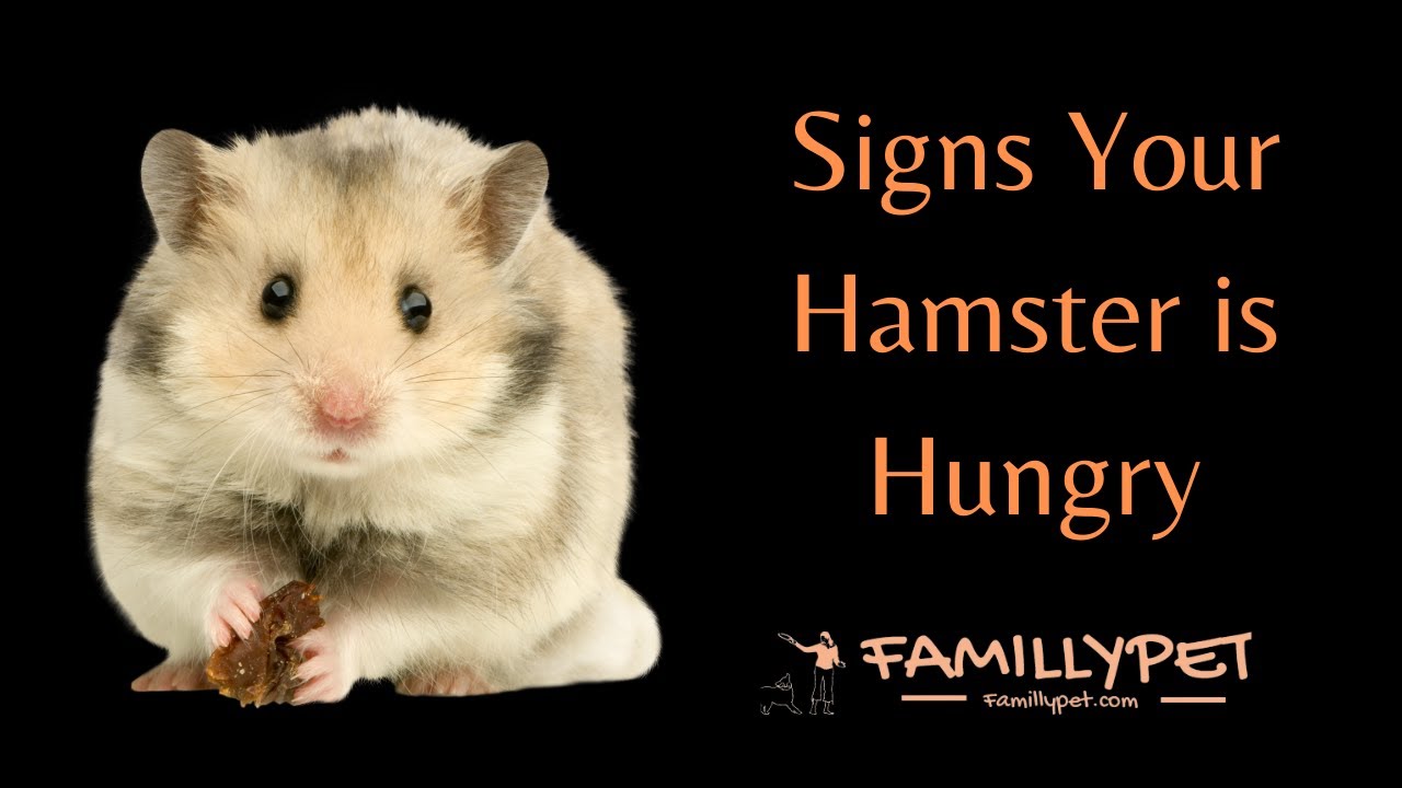 'Video thumbnail for Signs a Hamster is Hungry | Is my hamster's daily food ration is sufficient ?'