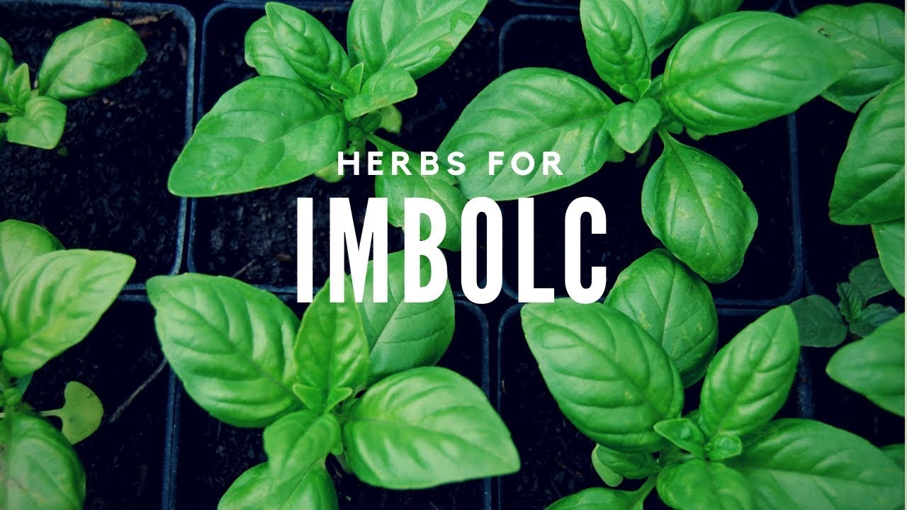 Video thumbnail for A Time to Purify: Herbs for Imbolc -- Wheel of the Year