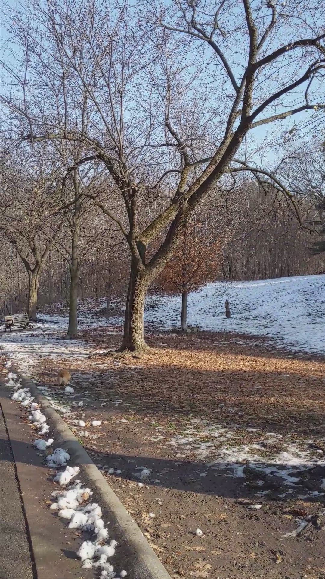 Video thumbnail for A Fun Afternoon in Sherwood Park Toronto with my Corgi