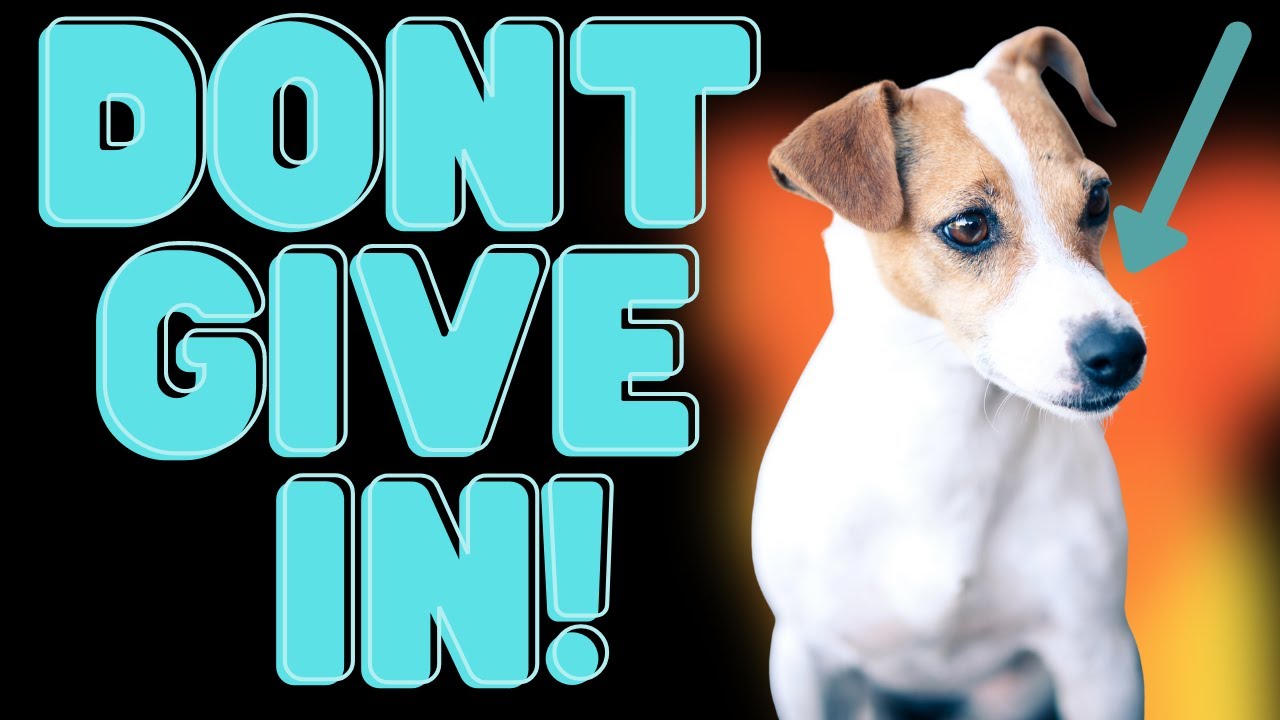 Video thumbnail for Jack Russell Terriers and Separation Anxiety (Never Give IN)