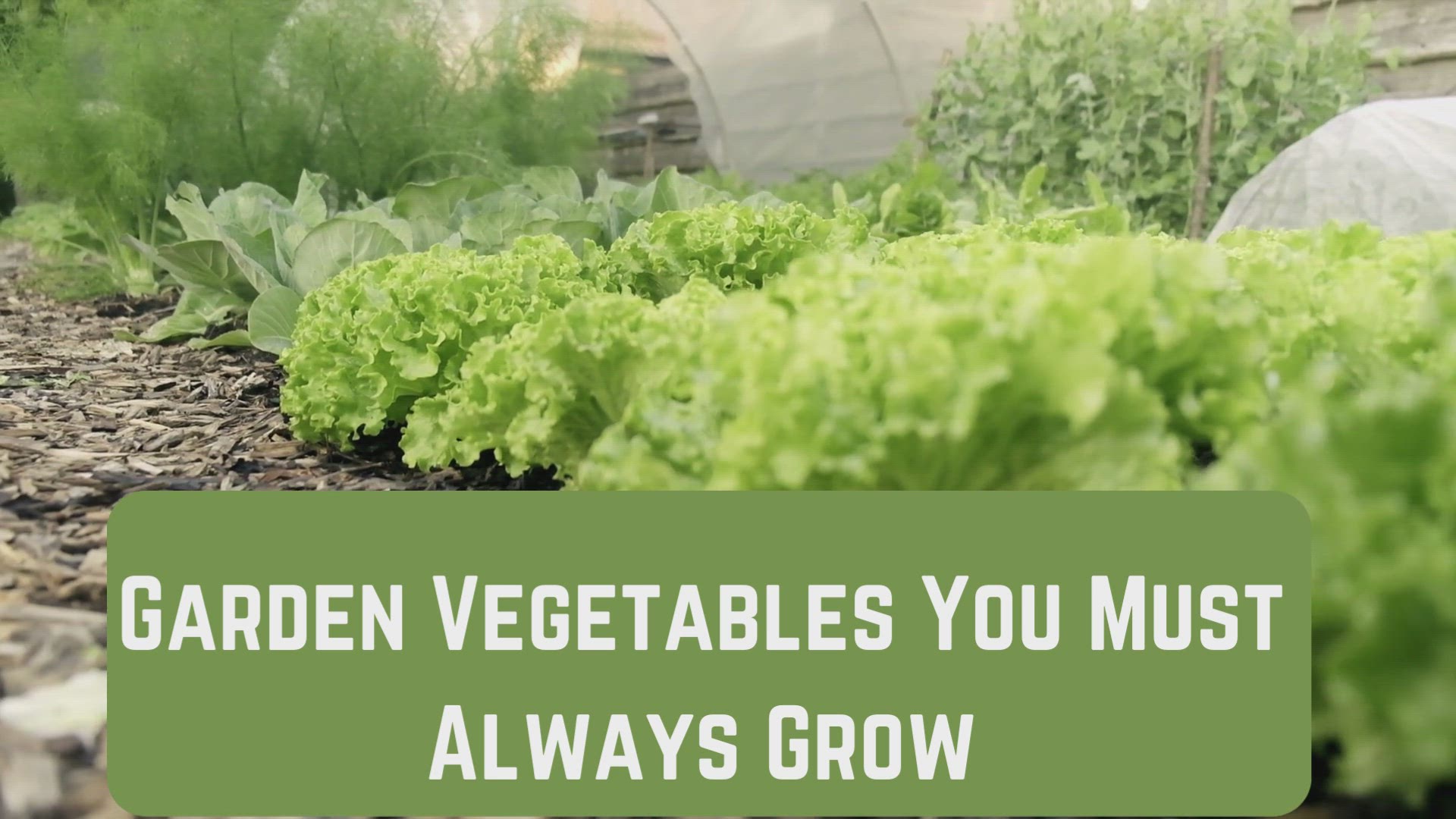 Video thumbnail for Garden Vegetables You Must Always Grow