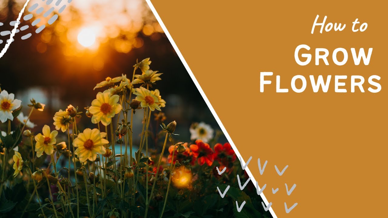 Video thumbnail for 🎥 ✅ National Allotment Week 2020 Ep. 2 🌸🌿 | Secrets to Successfully Growing Beautiful Flowers Revealed 🌱✨