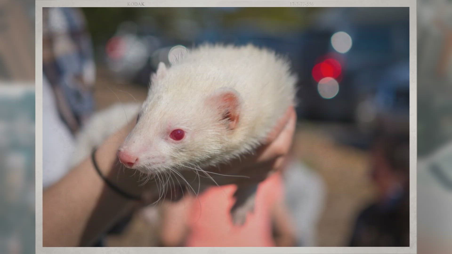 Video thumbnail for What Are the Different Ferret Breeds?