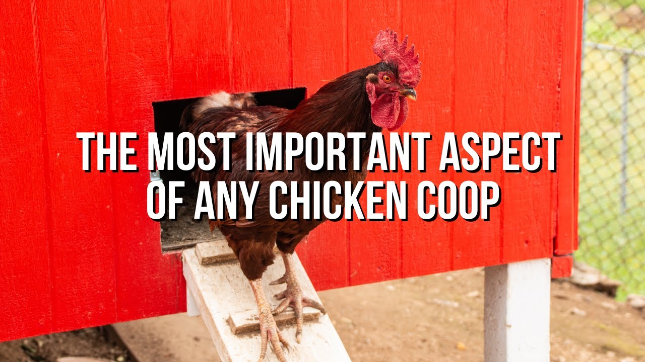 Video thumbnail for Ventilation - A Critical Component of a Healthy Chicken Coop
