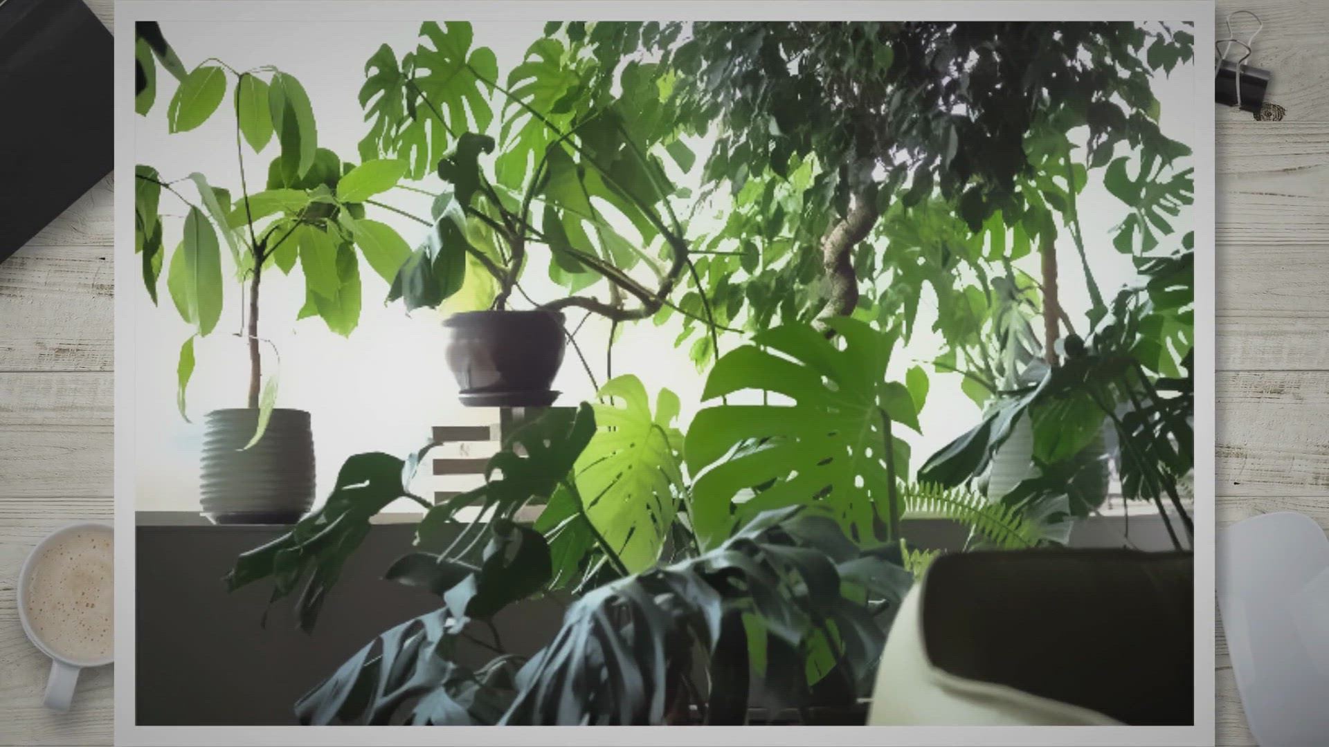 Video thumbnail for 18 große Zimmerpflanzen, die wenig Licht aushalten und Ihr Zuhause beleben werden