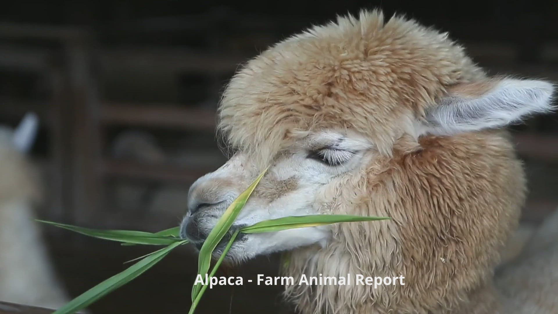 Video thumbnail for Alpaca Videos