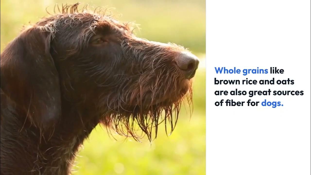Video thumbnail for Fiber Rich Dog Food The Benefits and Best Options for Your Pup’s Health