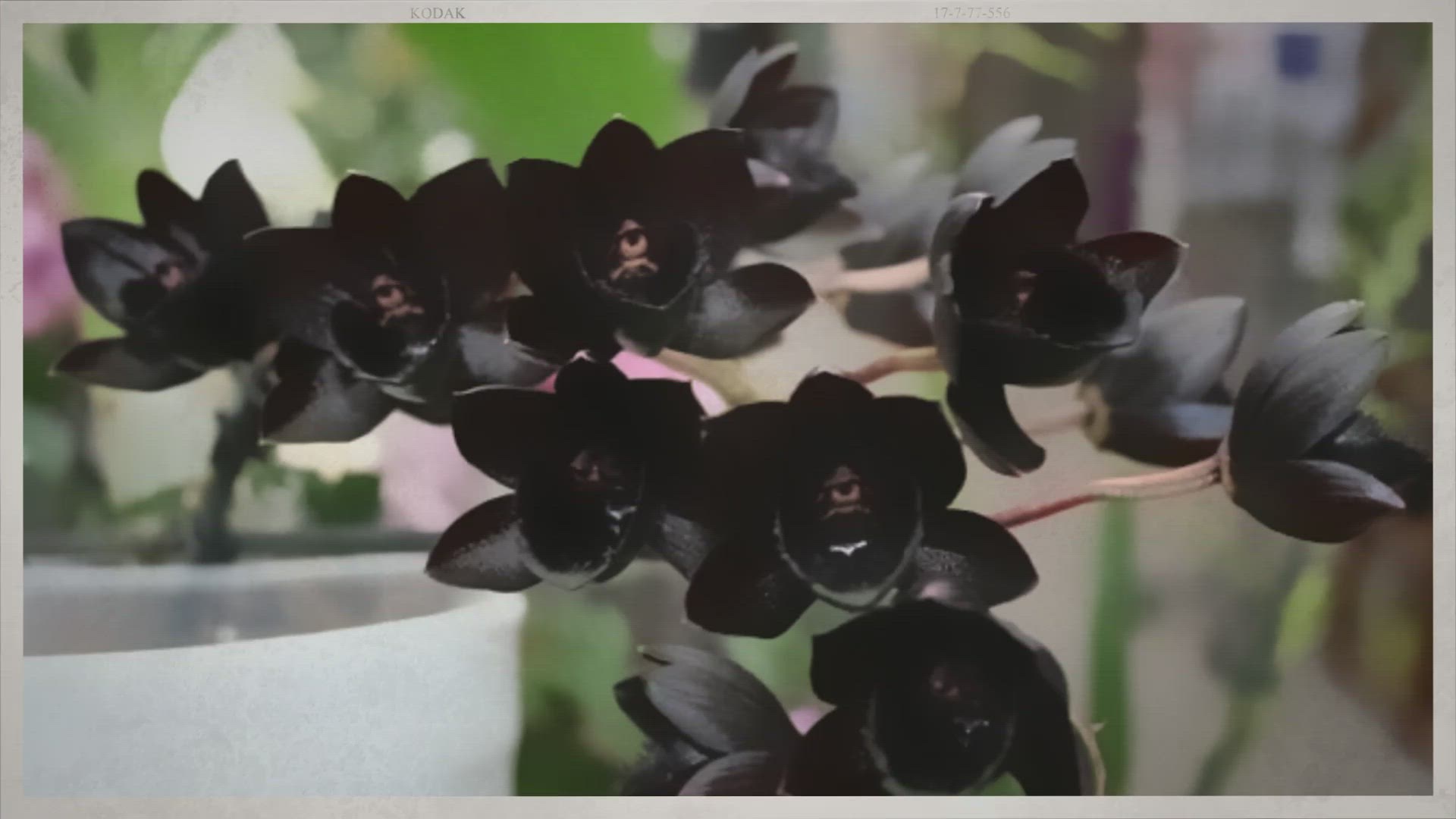 Video thumbnail for 20 Black Orchid Flower Varieties with Photos, Identification