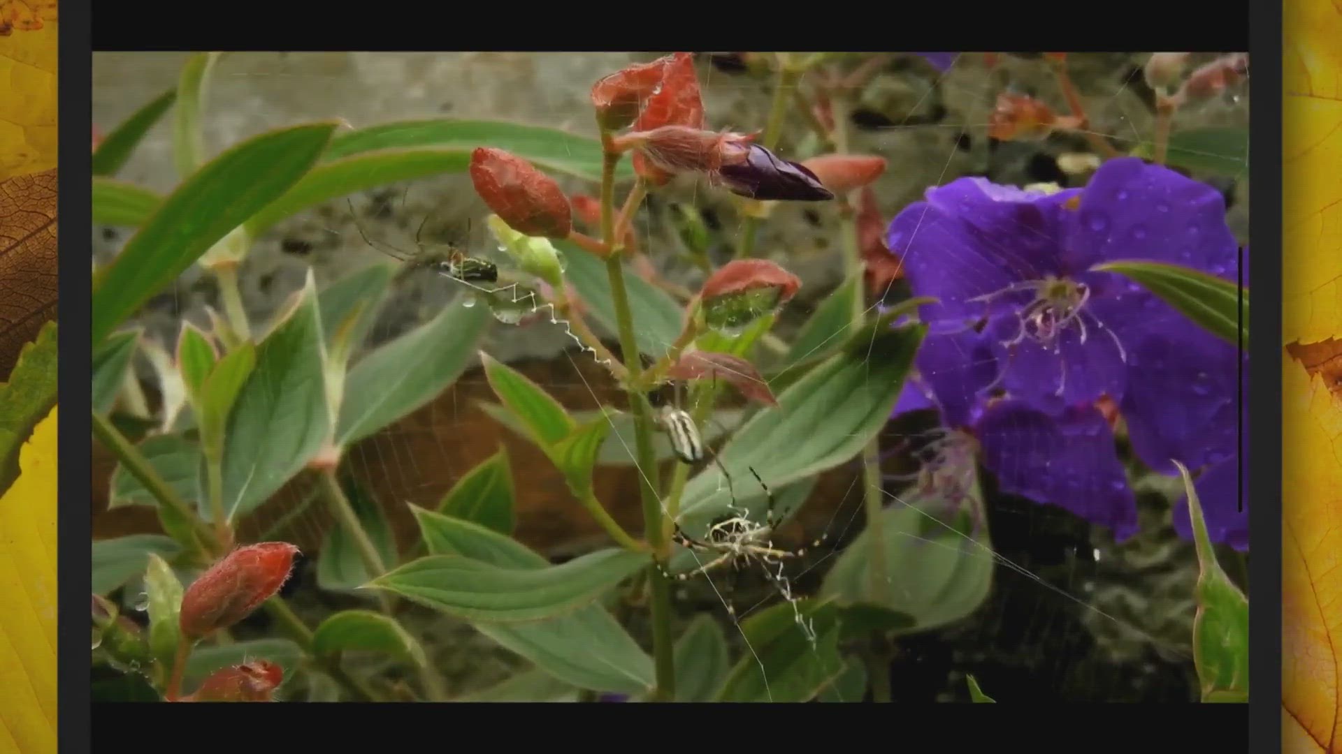 'Video thumbnail for These Five Aggressive Insects Can Turn Any Camping Trip Into a Nightmare'