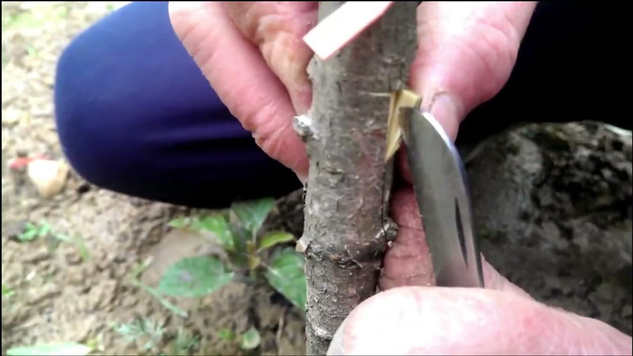 Video thumbnail for Kako kalemiti dvije i više vrste voća na jednom stablu (voćki)