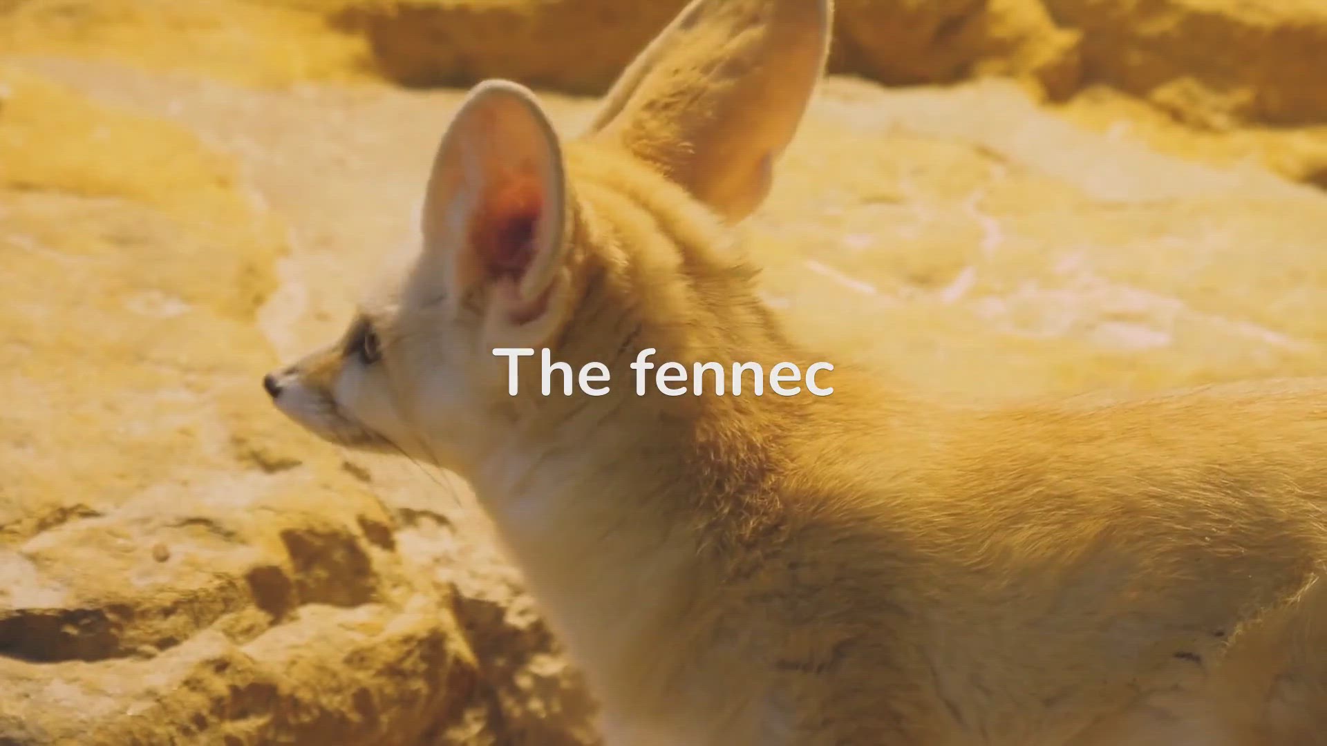 'Video thumbnail for Fennec Fox Behavior'