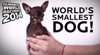 'Video thumbnail for Miracle Milly was once the world's shortest dog!'