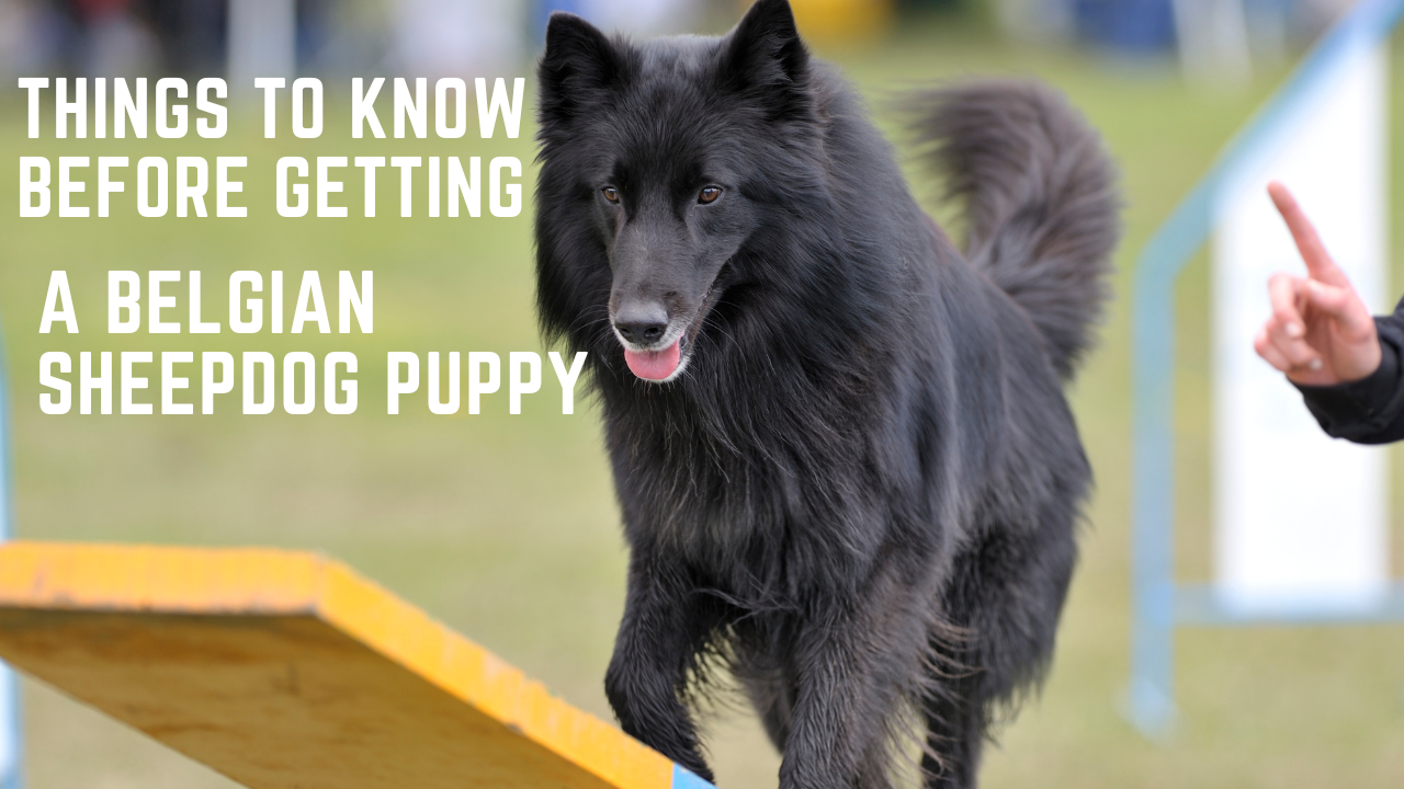 Video thumbnail for Belgian sheepdog puppy things to know before getting a Belgian sheepdog puppy,