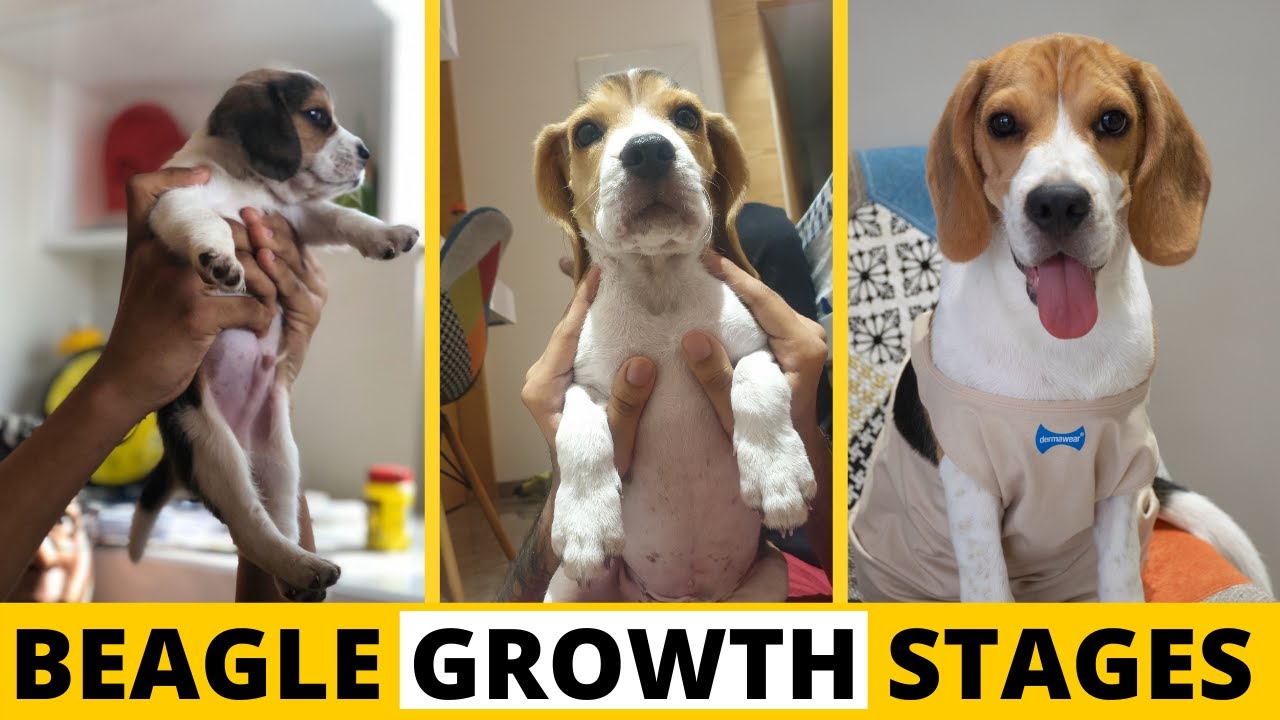 Video thumbnail for Beagle Growth Stages: From Puppy to Adulthood