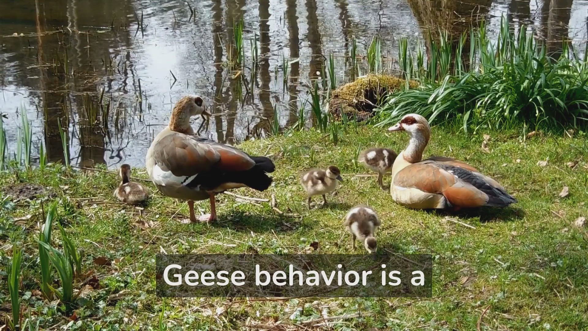'Video thumbnail for The Fascinating Lives of Geese - A Must See!'