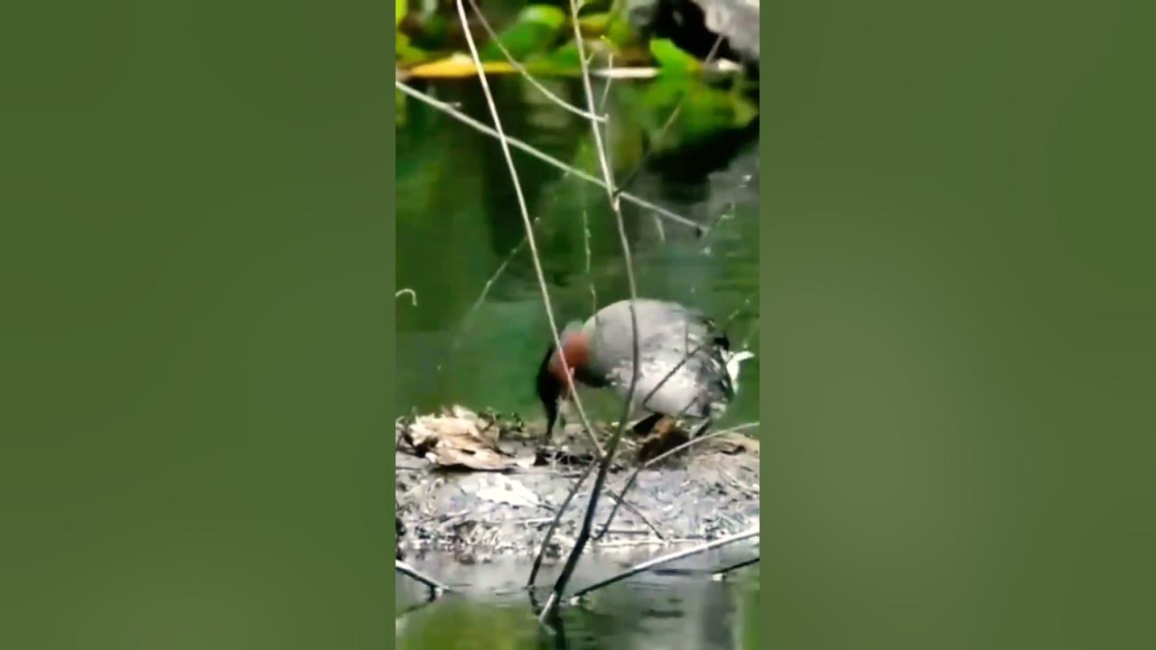 Video thumbnail for arshadmilton #shortvideo