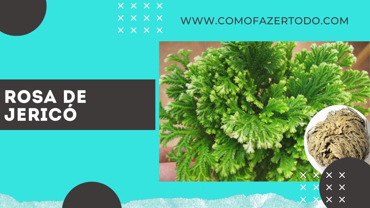 Video thumbnail for Rosa De Jericó Como Cuidar – Planta da Ressurreição 🌱