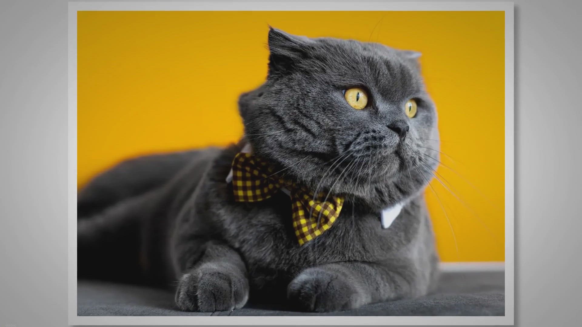 Video thumbnail for 8 Fascinating Facts About British Shorthair Cats