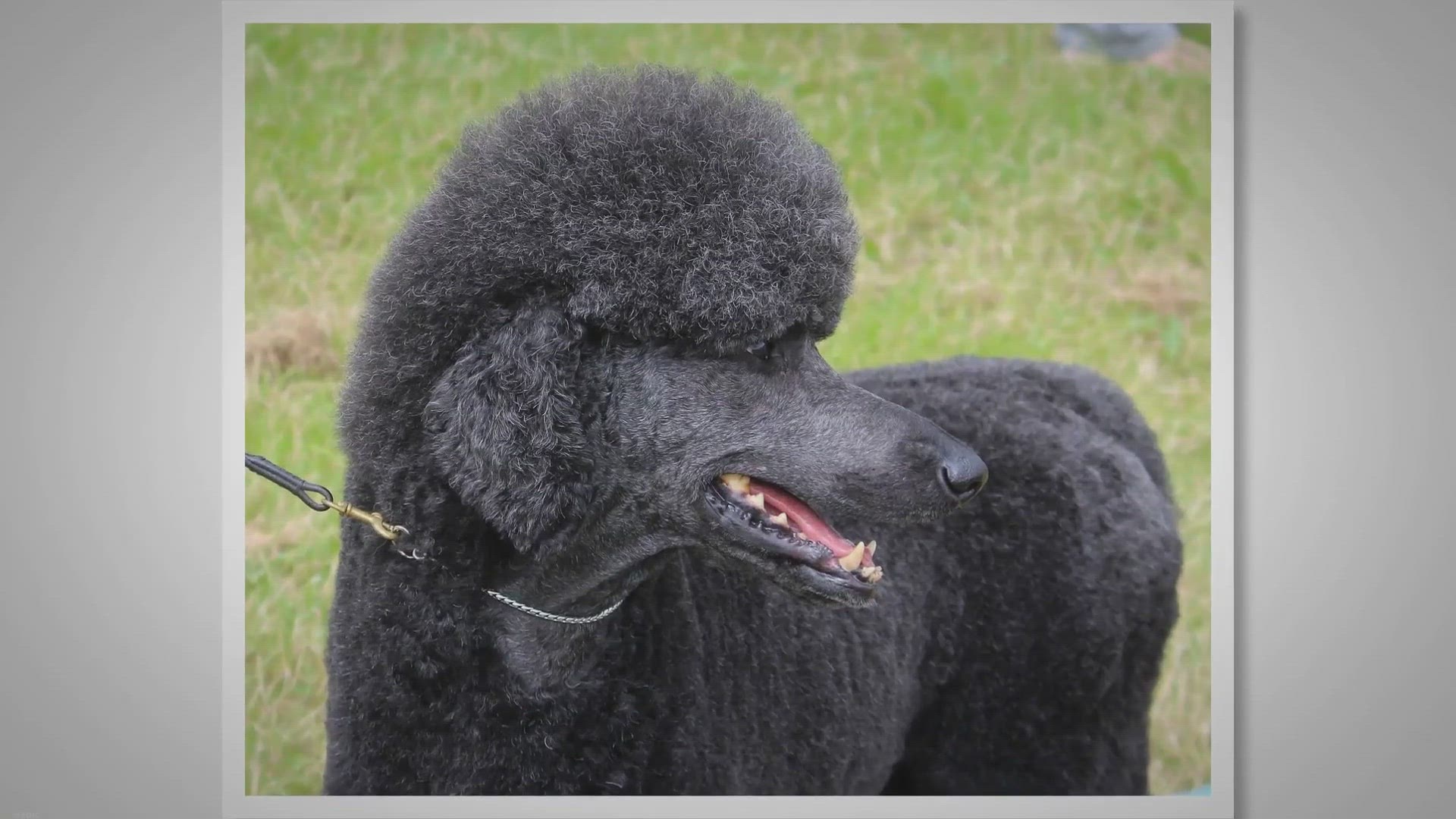 Video thumbnail for Breed Profile: Bulldog Mixed With Poodle