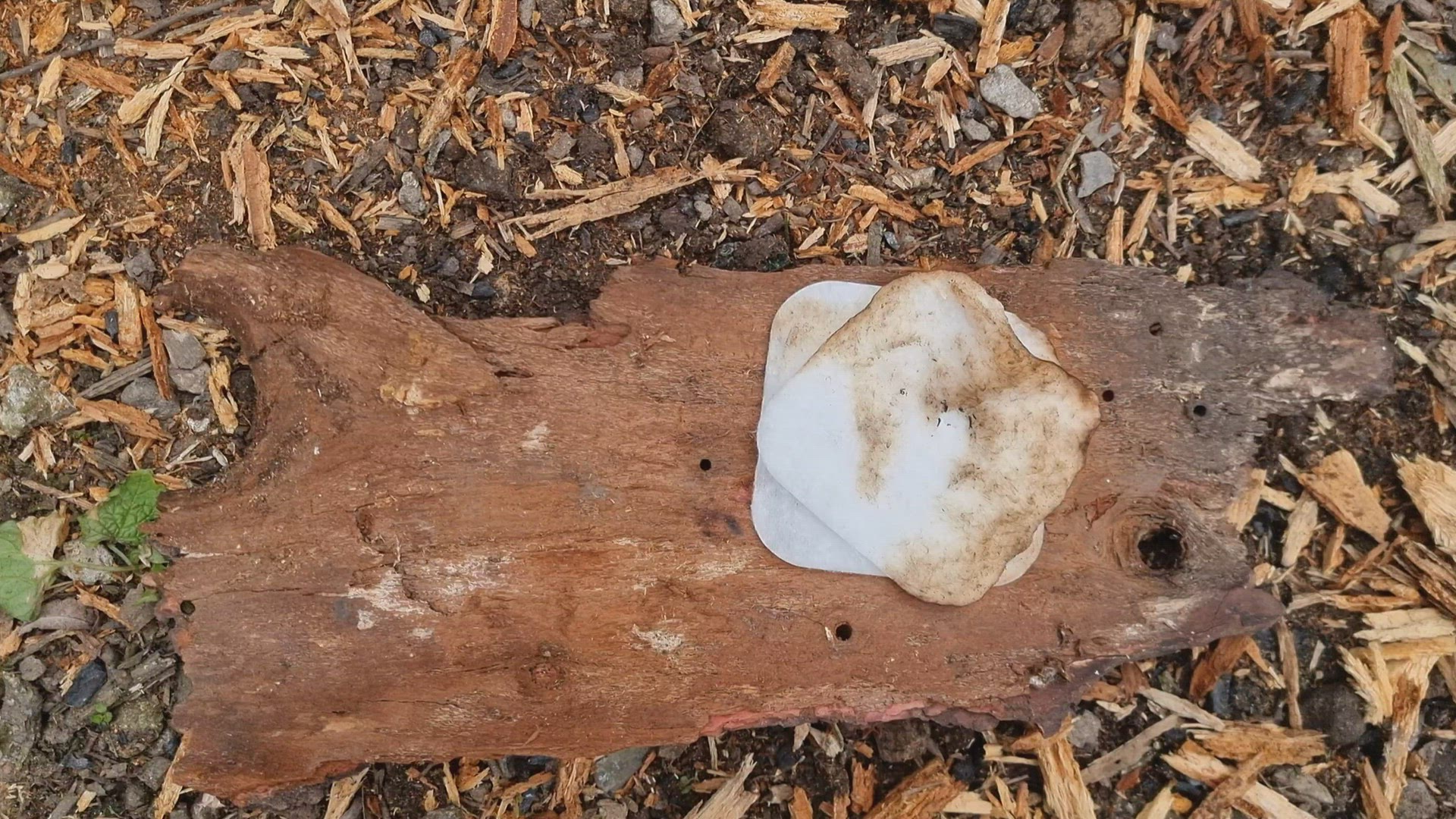 Video thumbnail for Striking a Bushcraft Survival Ferro Rod Into a Square of Cotton Wool