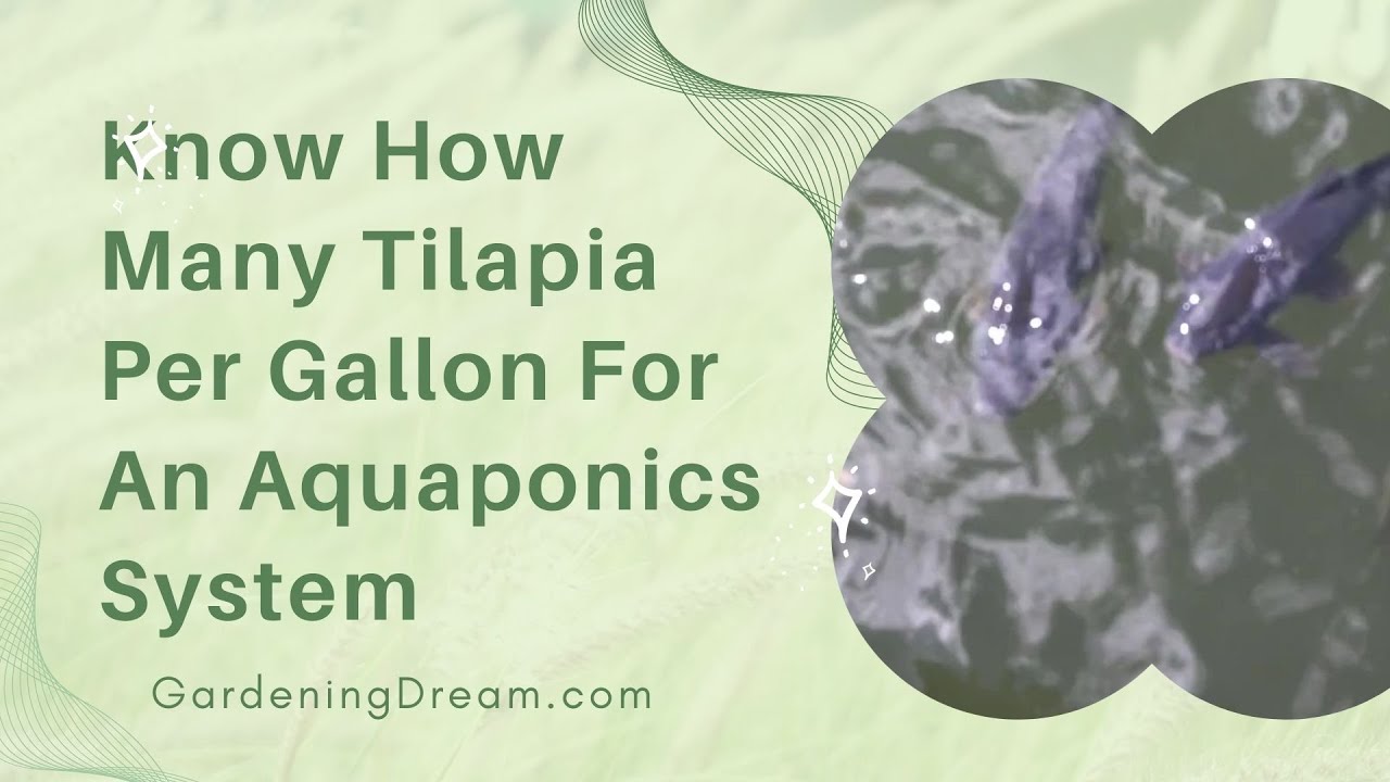 Video thumbnail for Know How Many Tilapia Per Gallon For An Aquaponics System