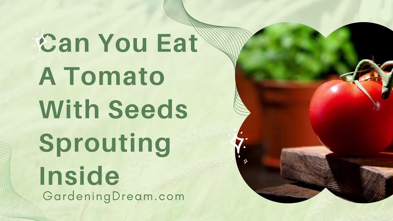 Video thumbnail for Can You Eat A Tomato With Seeds Sprouting Inside