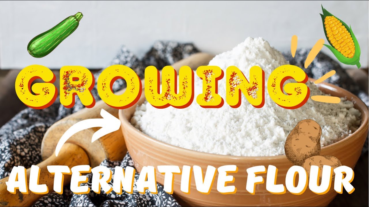 Video thumbnail for How To Grow Flour Without Wheat. Growing Plants That Will Save You Money On Groceries. 🥐🧁