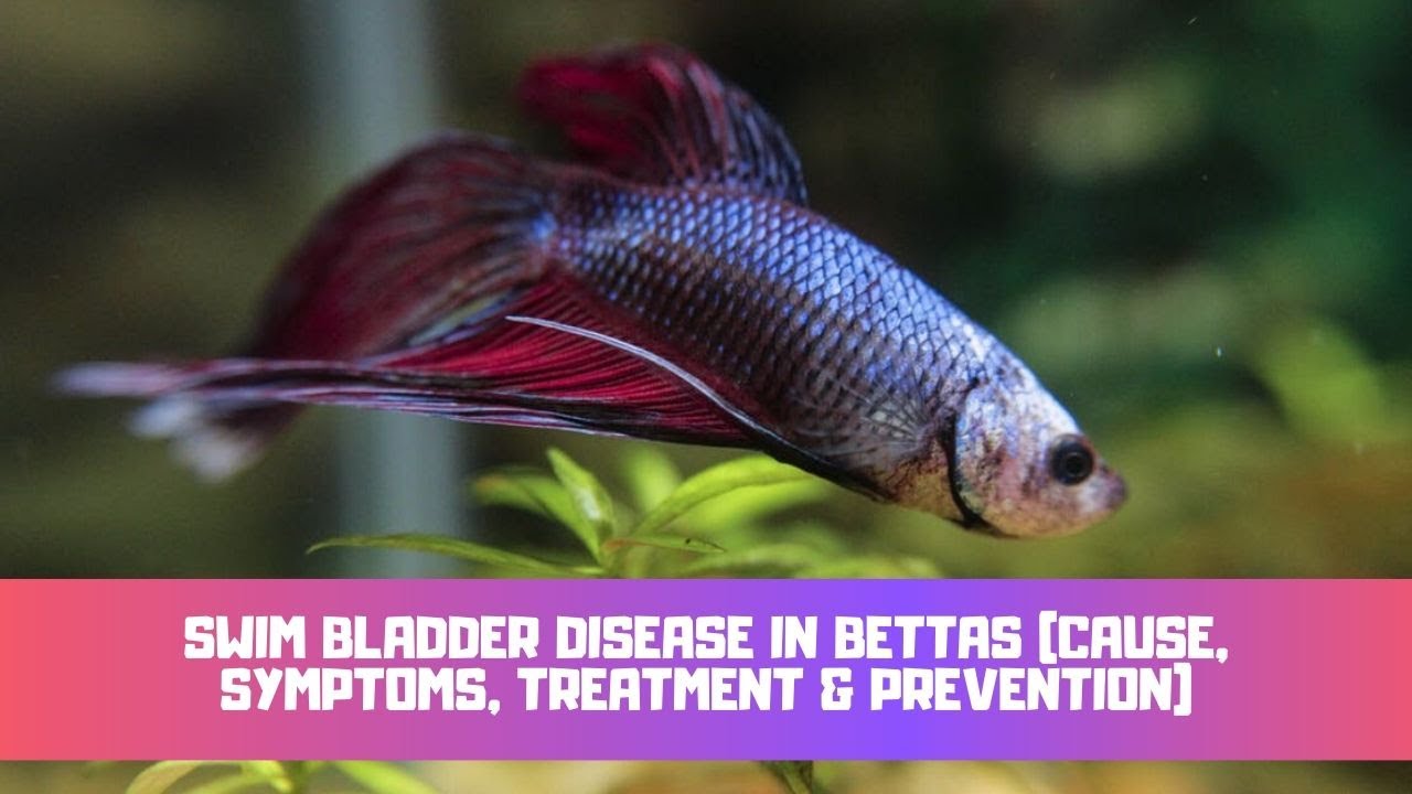 Video thumbnail for Swim Bladder Disease In Bettas (Cause, Symptoms, Treatment & Prevention)