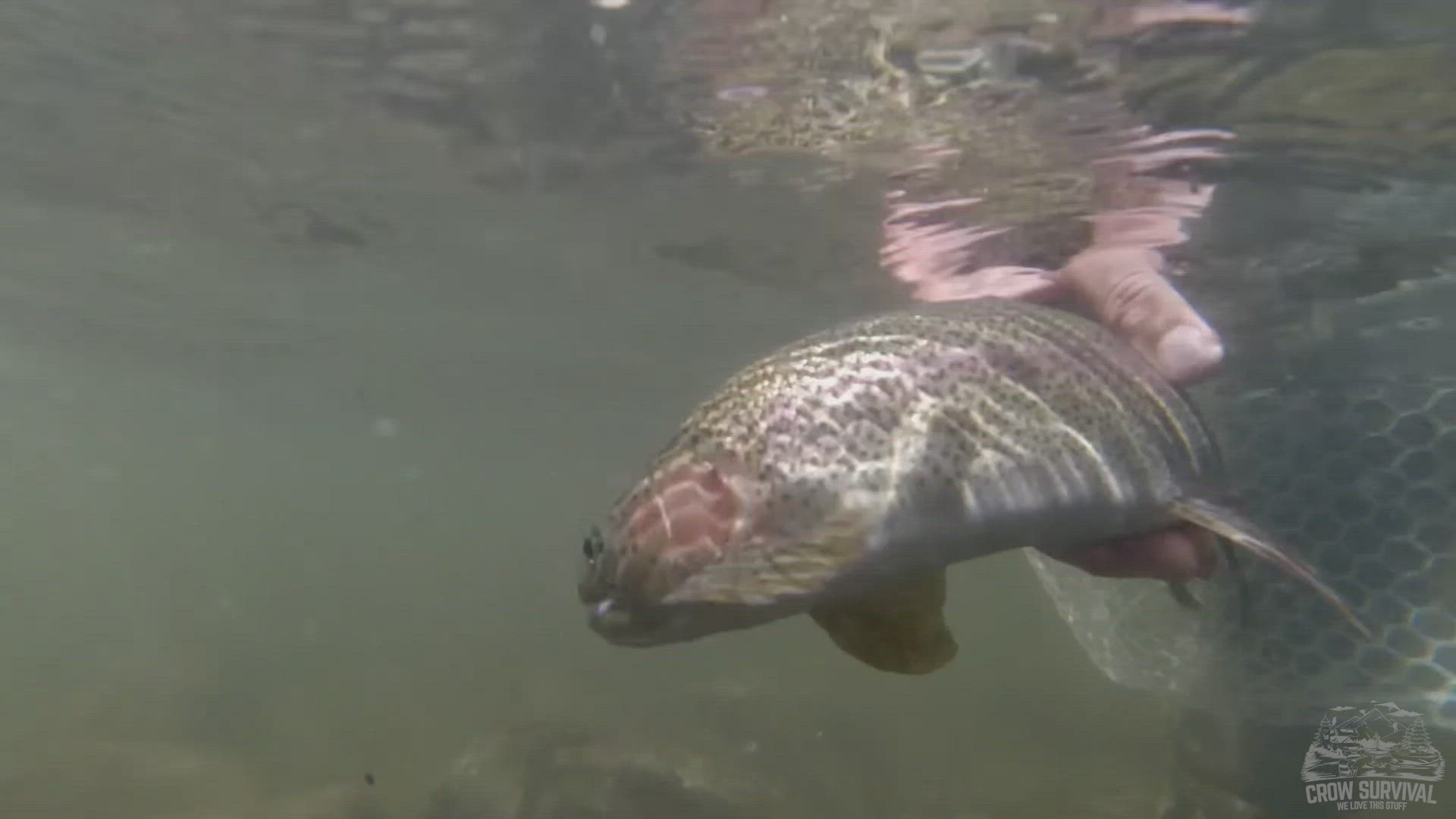 Video thumbnail for crow survival 1