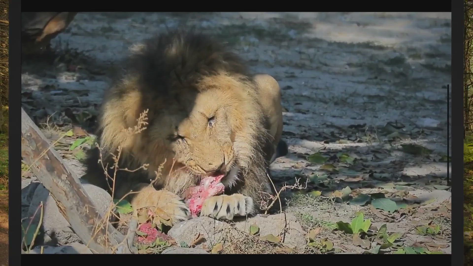 'Video thumbnail for Do Lions Eat Monkeys? (The Answer May Shock You)'