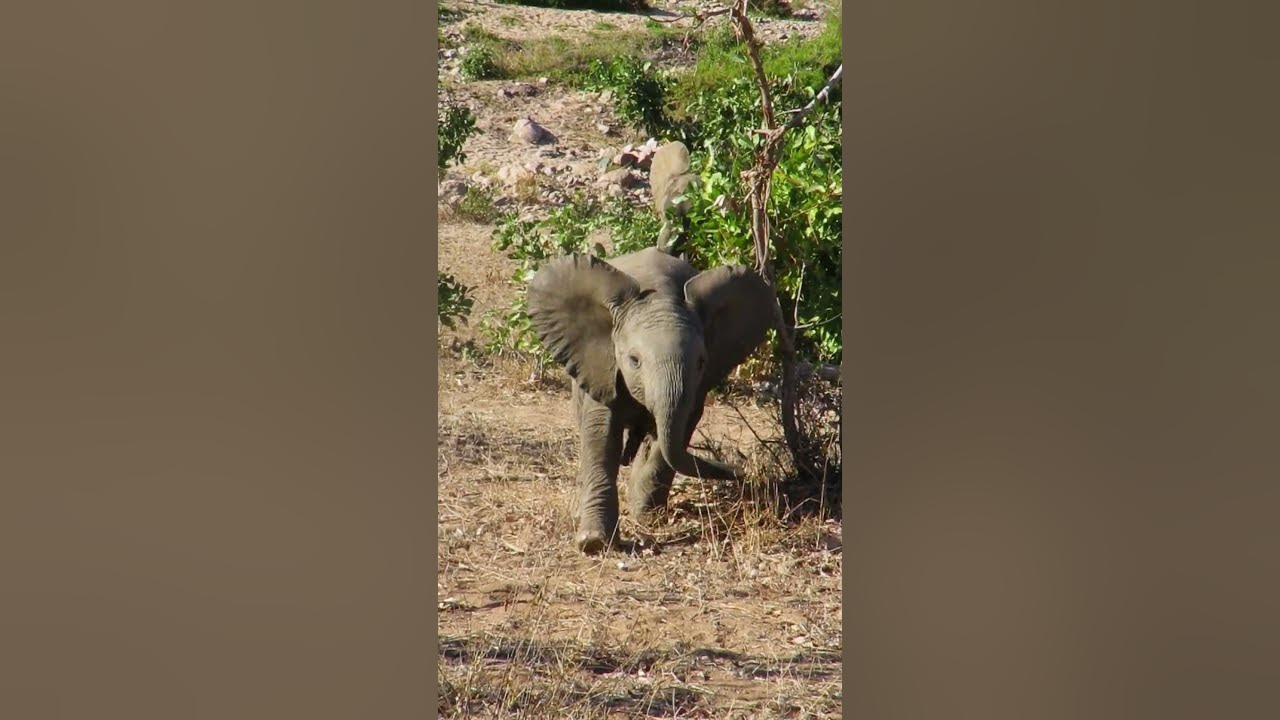 Video thumbnail for Baby elephant charges and puts on a show