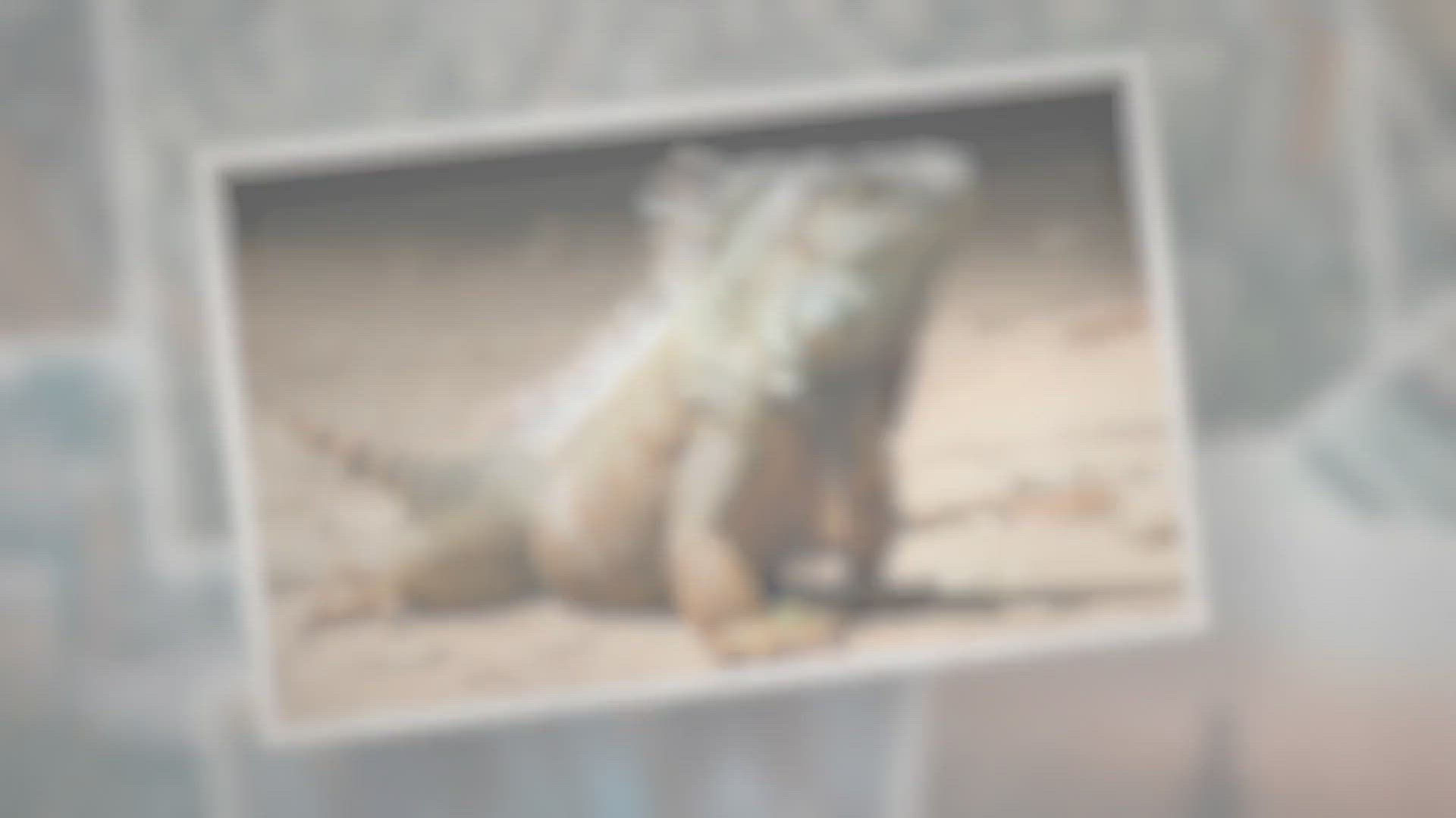 Video thumbnail for How Do Reptiles Reproduce?