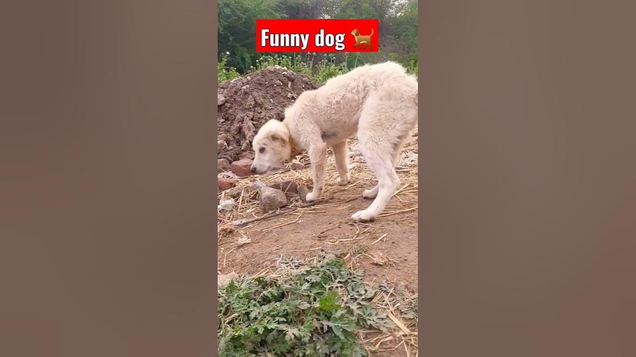 Video thumbnail for funny dog #dog #dogshorts #shorts