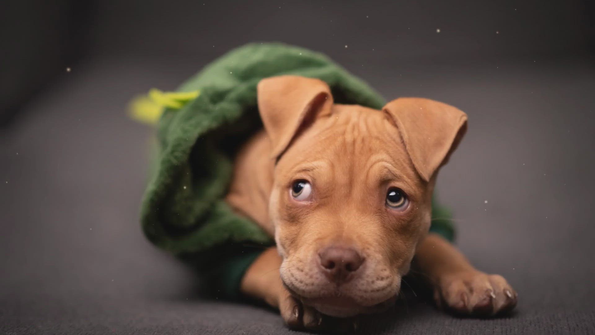 Video thumbnail for The myths and misconceptions about pit bulls