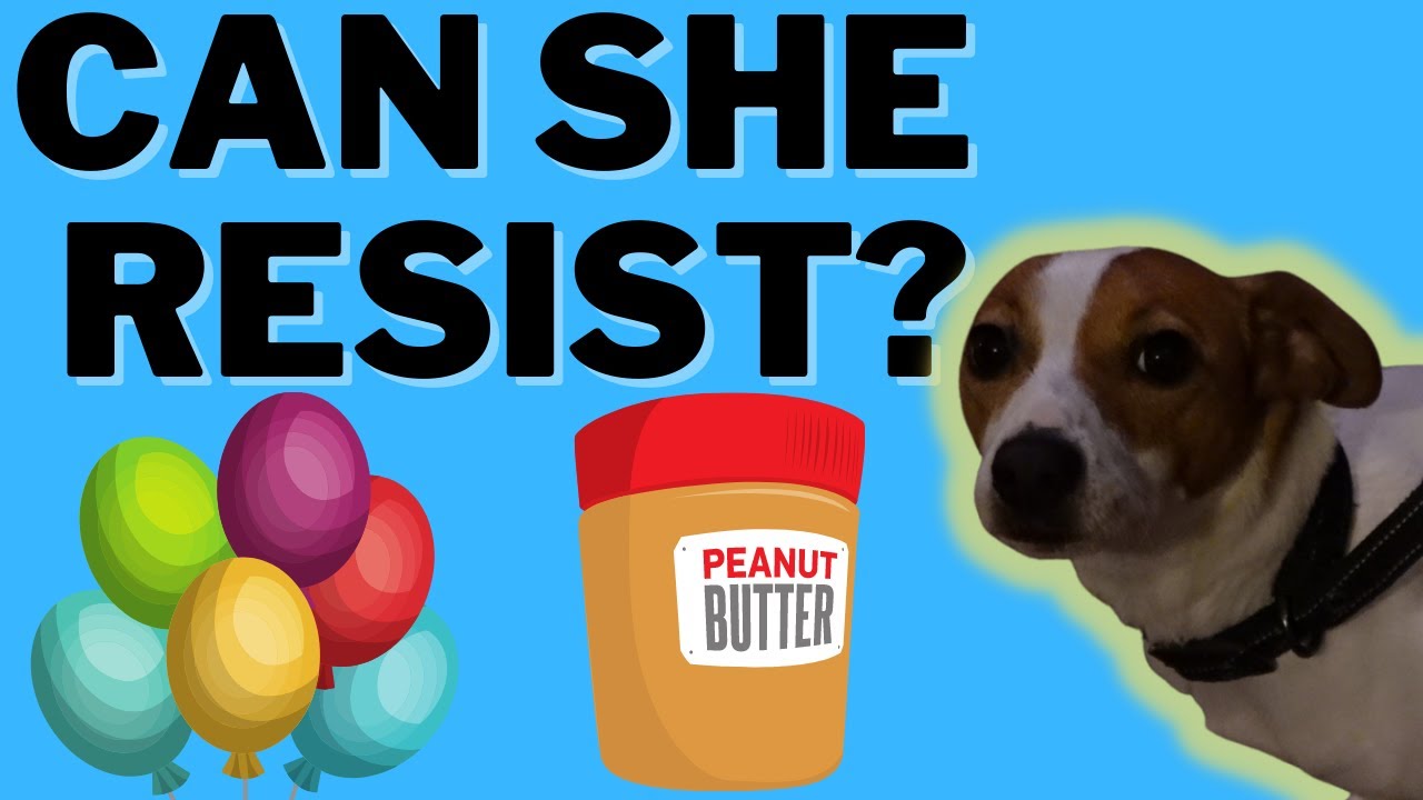 Video thumbnail for Luna The Jack Russell Terrier:The Peanut Butter And Balloon Challenge