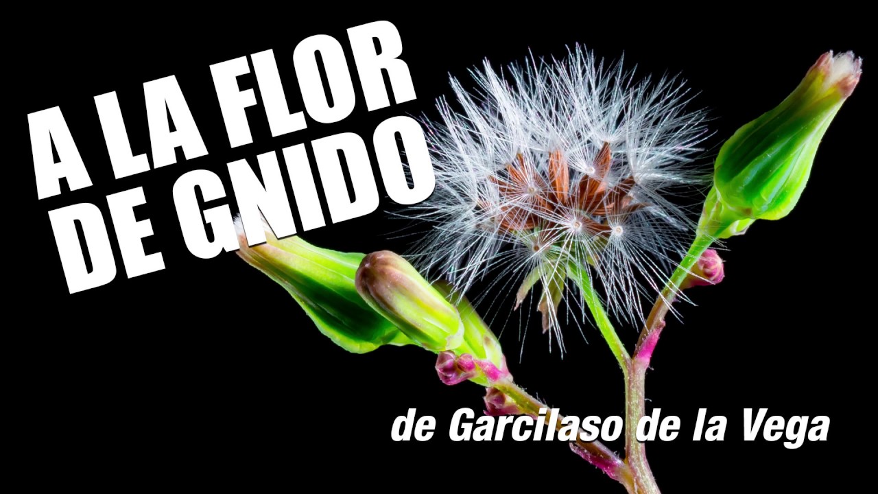 Video thumbnail for A la Flor de Gnido de Garcilaso de la Vega | Audiolibro