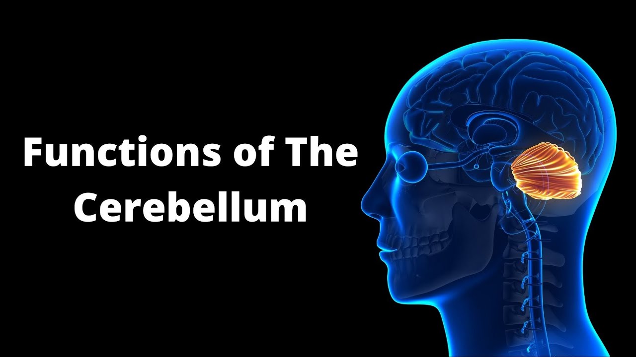 'Video thumbnail for Unravelling the Mysteries of the Cerebellum'