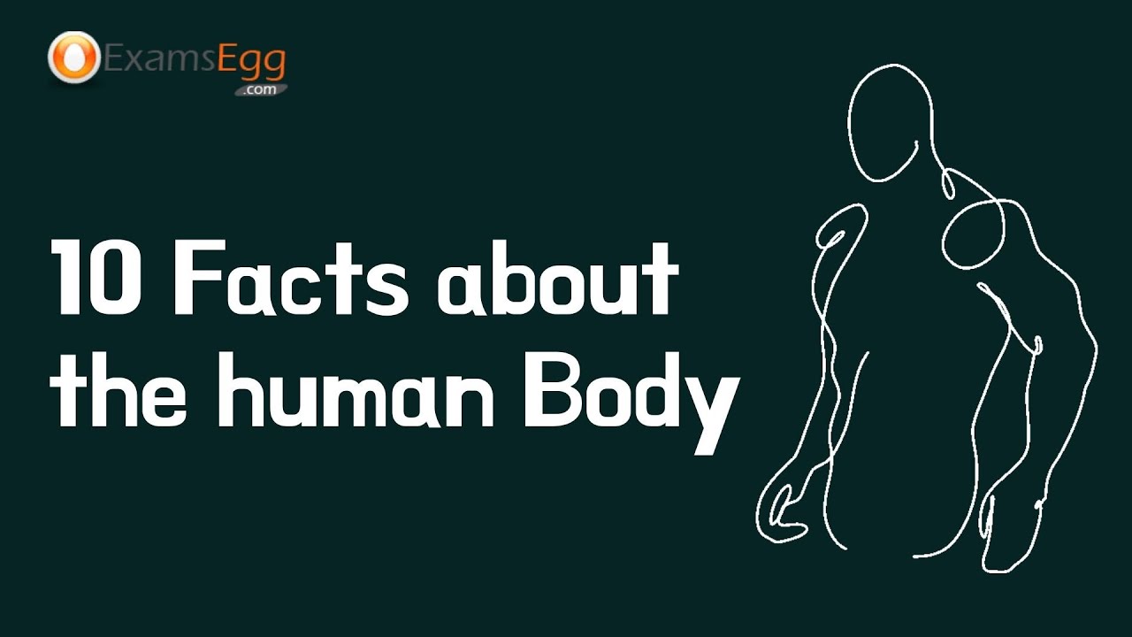 'Video thumbnail for 10 Facts about the Human Body | random body facts'