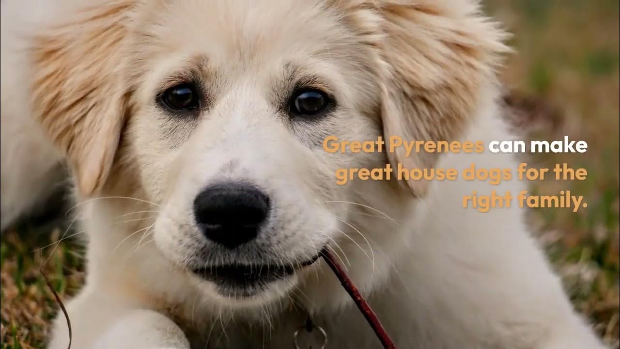 Video thumbnail for Great Pyrenees The Majestic Big White Fluffy Dog Breed and Its Unique Characteristics
