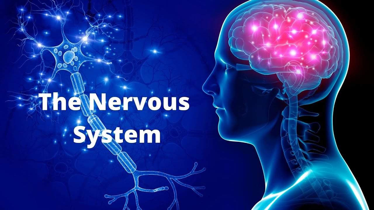'Video thumbnail for The Nervous System in Plain English'