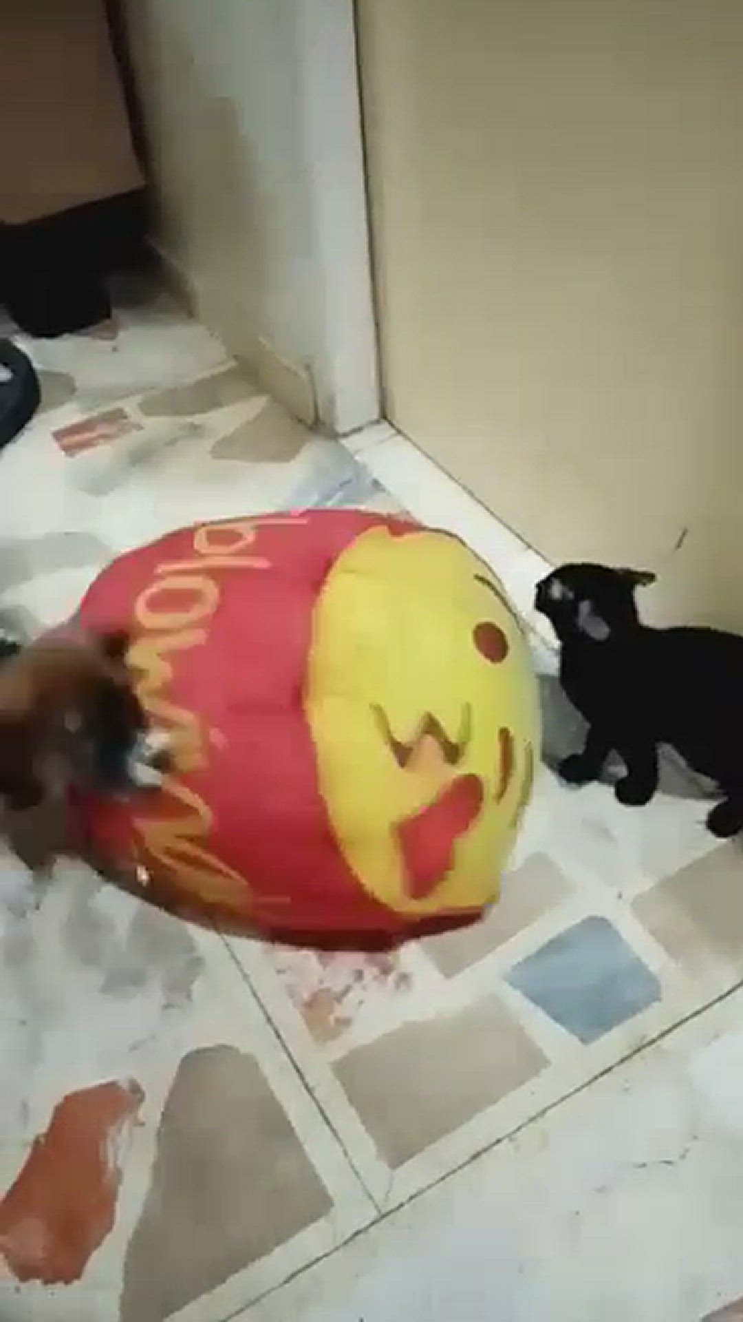 Video thumbnail for Obedient Coco