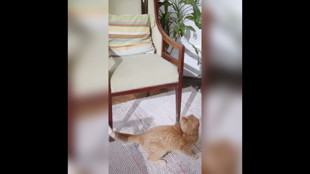 Video thumbnail for Funny cats