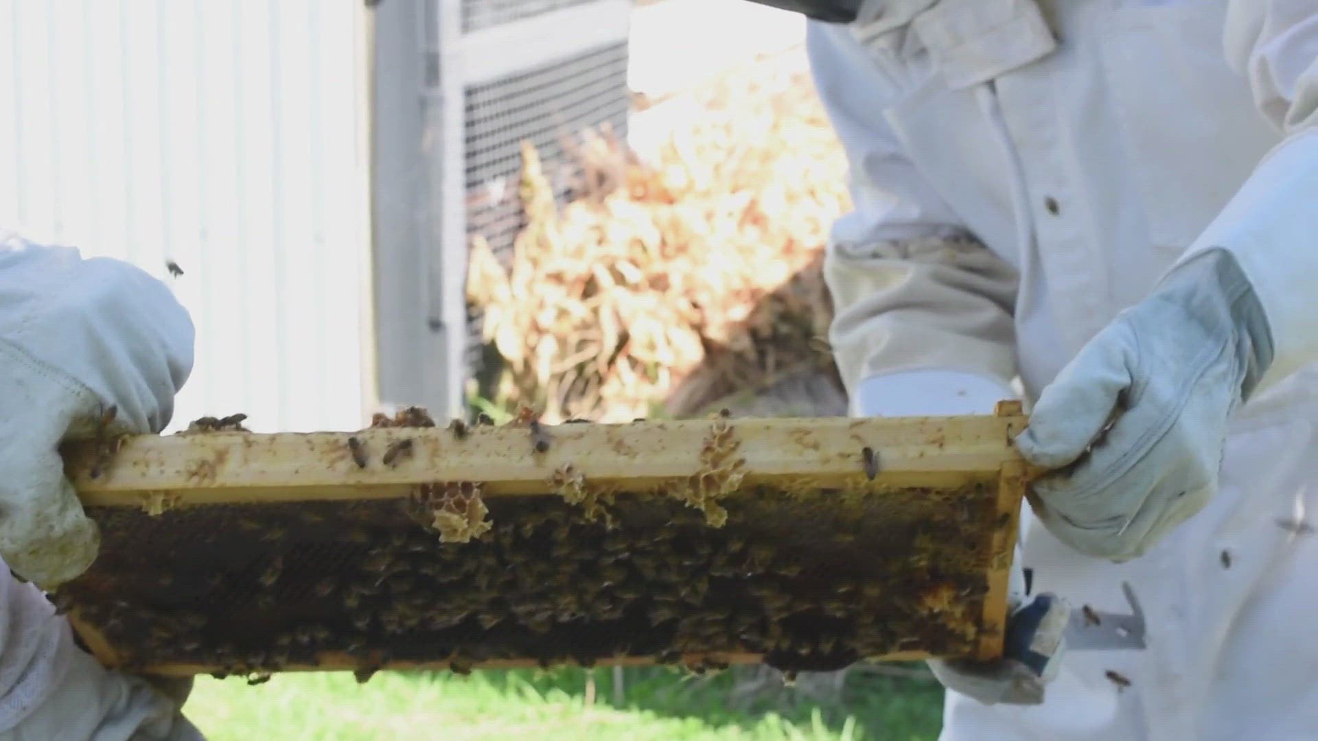 Video thumbnail for How To Find A Queen Bee