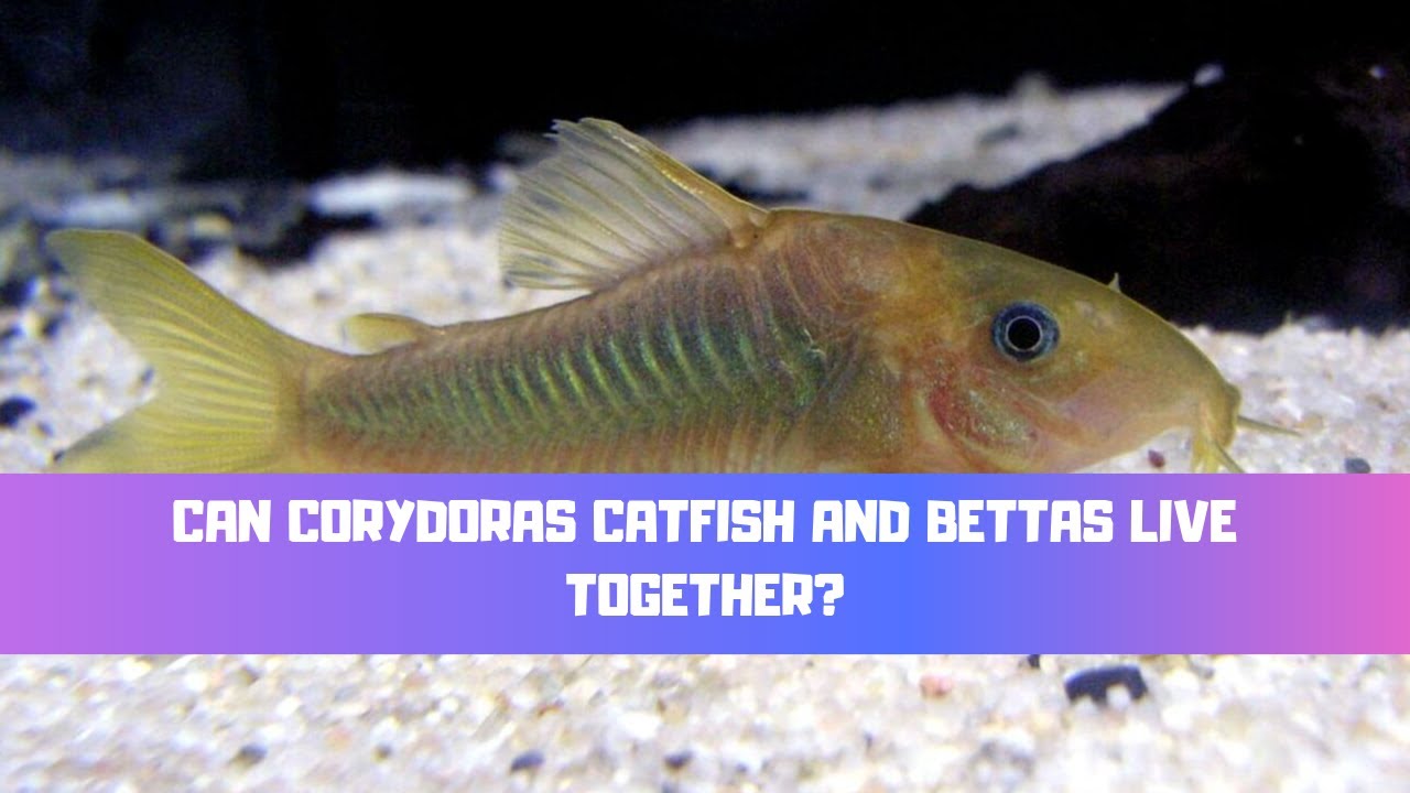 Video thumbnail for Can Corydoras Catfish And Bettas Live Together? (A Bettas Perfect Tank Mate?)
